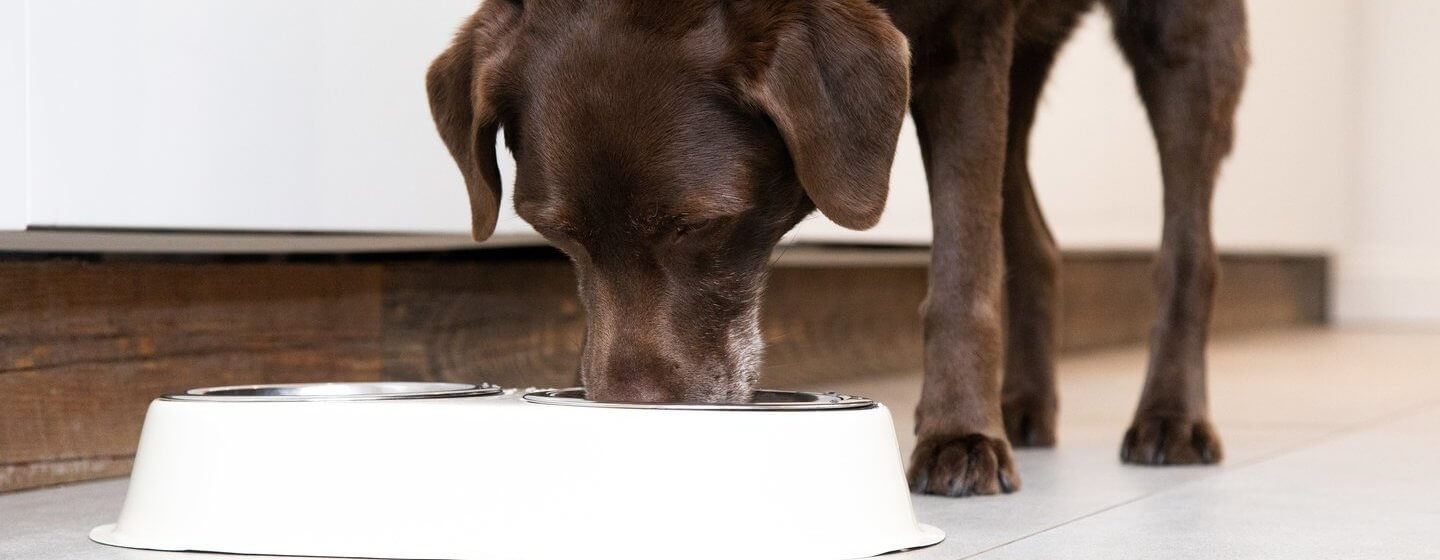 Dog ate sale bread